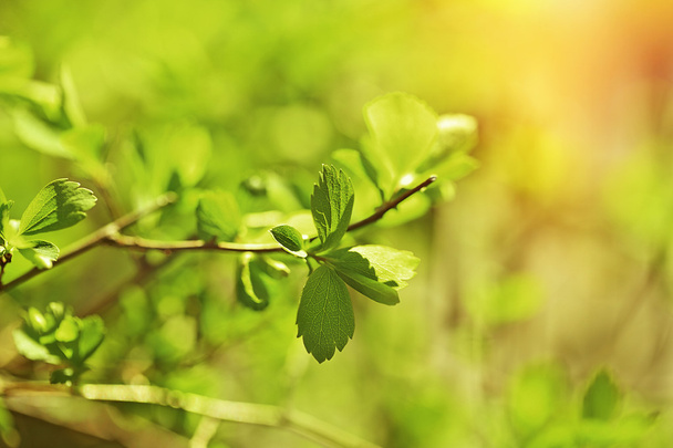 Fresh spring leaves on branch, close up - Фото, изображение