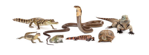 Grupo de varios reptiles
 - Foto, Imagen