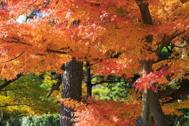 Autumn foliage in the Sankeien Garden, Yokohama, Kanagawa, Japan - Photo, Image