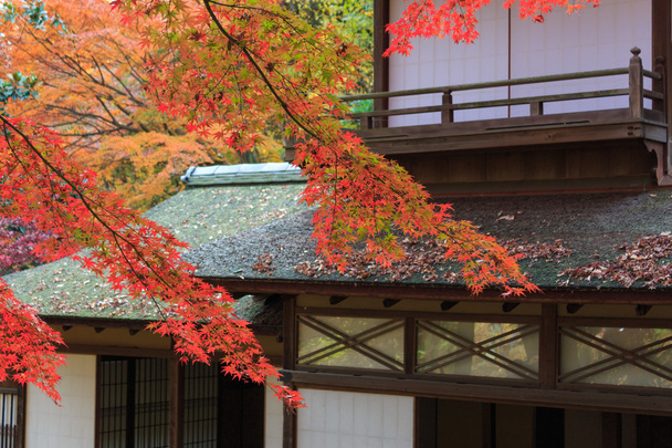 Herfst bladeren in de Sankeien Tuin, Yokohama, Kanagawa, Japan - Foto, afbeelding