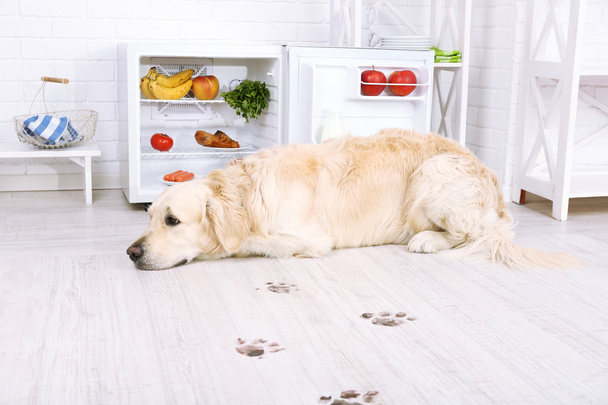 Labrador near fridge and muddy paw prints on wooden floor in kitchen - Zdjęcie, obraz