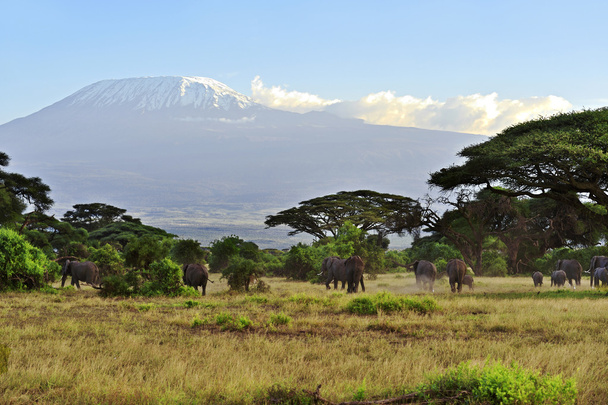 Amboseli Nationaalpark - Foto, afbeelding