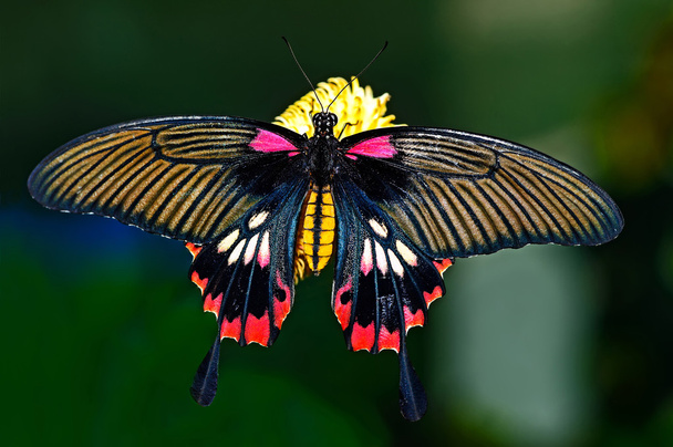 Kelebek dünya - Fotoğraf, Görsel