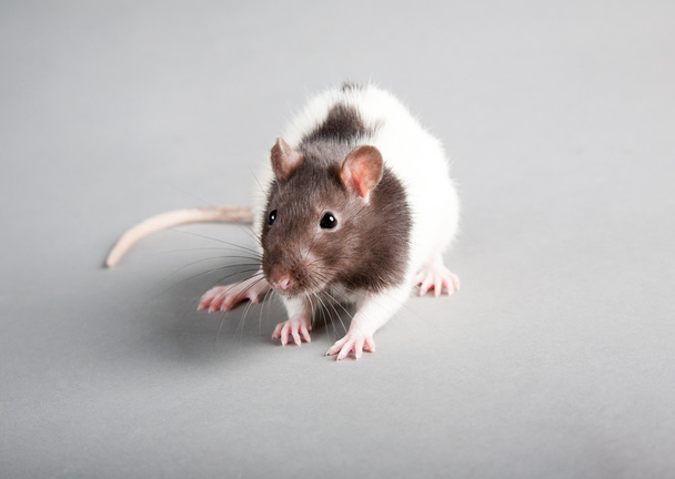laboratorium rat - Foto, afbeelding