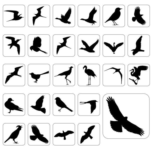 Big set of birds - Vector, Image