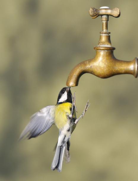 Oiseau et robinet
. - Photo, image