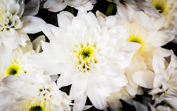 Λευκό λουλούδι - Φωτογραφία, εικόνα