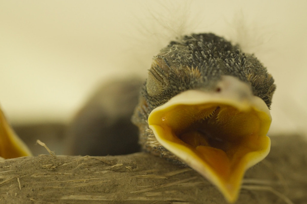 Baby птах Спляча з відкритим ротом - Фото, зображення