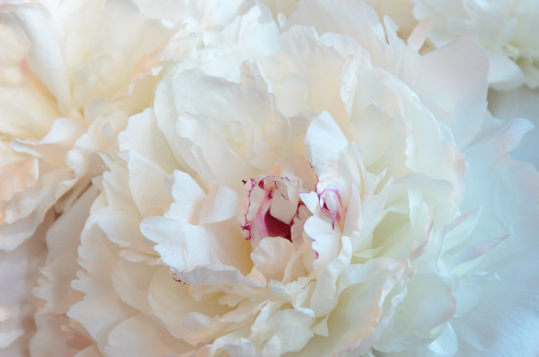 白い牡丹の花 - 写真・画像