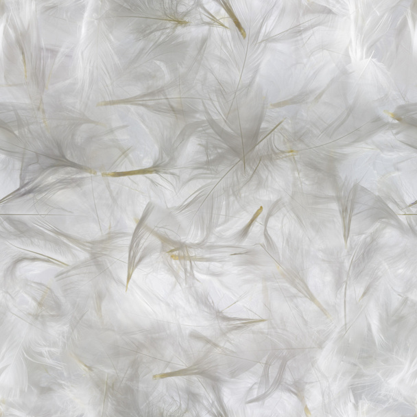 vzorek bílého peří - Fotografie, Obrázek