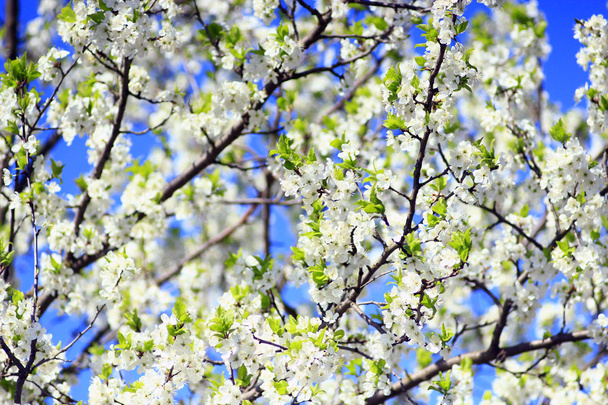 blühender Frühlingsbaum vor dem Hintergrund des blauen Himmels - Foto, Bild