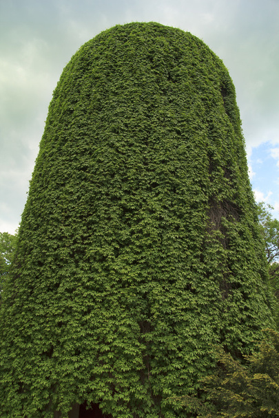 Torre Verde Vieja
 - Foto, Imagen