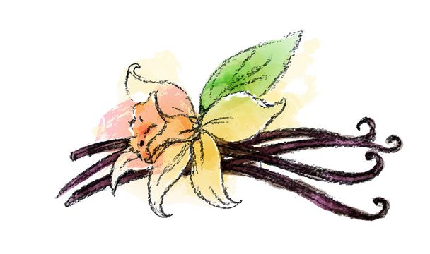 Vanilleschoten und Blume  - Vektor, Bild