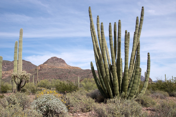 Orgue Pipe Cactus N.M., Arizona, USA
 - Photo, image