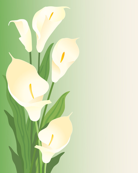 Calla lillies - Διάνυσμα, εικόνα