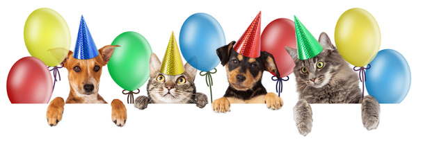 Groupe anniversaire de chats et chiens
 - Photo, image