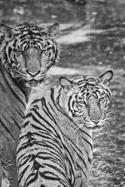 Deux tigres
 - Photo, image