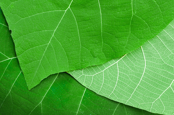 緑の葉のテクスチャ - 写真・画像