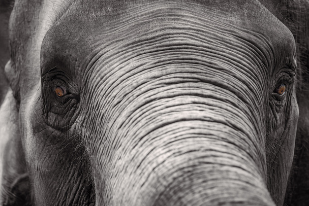 タイのアジア象頭を閉じる - 写真・画像