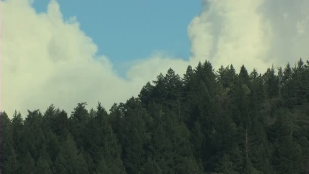 California Usa bomen forest hills aard daglicht - Video