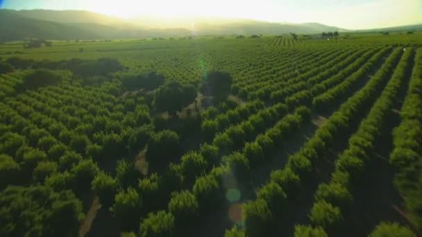 Paesaggio agricolo e colture agricole
 - Filmati, video