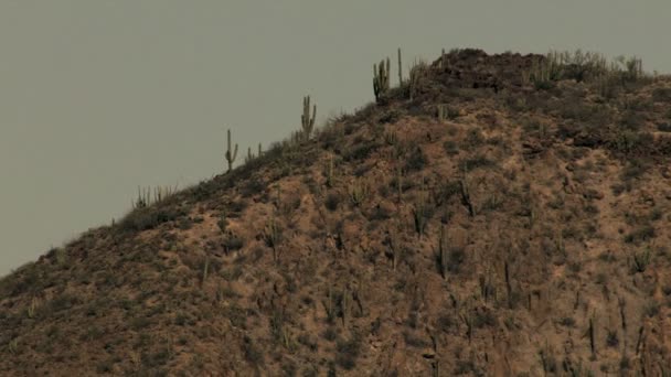 バハ ・ カリフォルニア不毛の乾燥した砂漠の自然 - 映像、動画