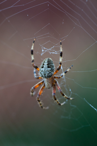 Örümcek - Fotoğraf, Görsel