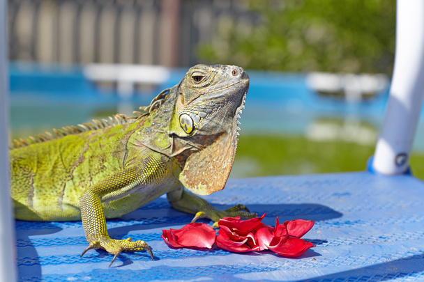 Iguana verde comiendo pétalos de rosa cerca de la piscina
 - Foto, Imagen