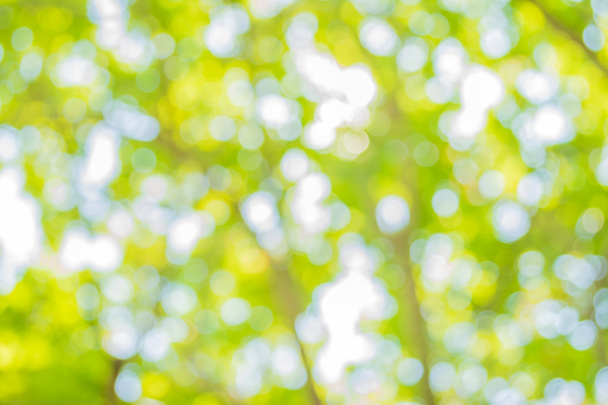 wazig beeld van Abstract Bokeh van boom groene kleur achtergrond. - Foto, afbeelding