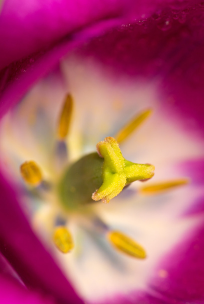 tulipa roxa macro
. - Foto, Imagem