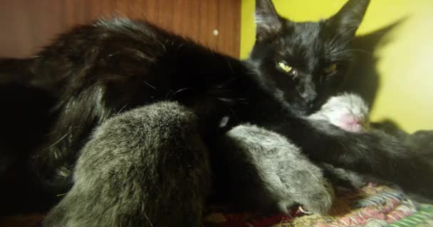 черная кошка кормит шестерых котят крупным планом, маленькие котята пьют молоко из сосков матери кошки
 - Кадры, видео