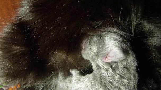 黒い猫のミルクを撮影六つの生まれたばかりの子猫のクローズ アップ、母の乳首猫のミルクを飲む子猫の餌 - 映像、動画