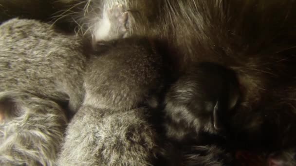 czarny kot mleka karmienia sześciu zbliżenie nowo narodzony kocištka fotografowania, małe kocięta picia mleka od matki sutki koty - Materiał filmowy, wideo