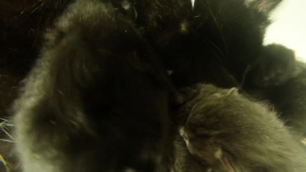 negro gato leche alimentación seis recién nacido gatitos primer plano disparo, poco gatitos beber leche de la madre pezones gatos
 - Imágenes, Vídeo