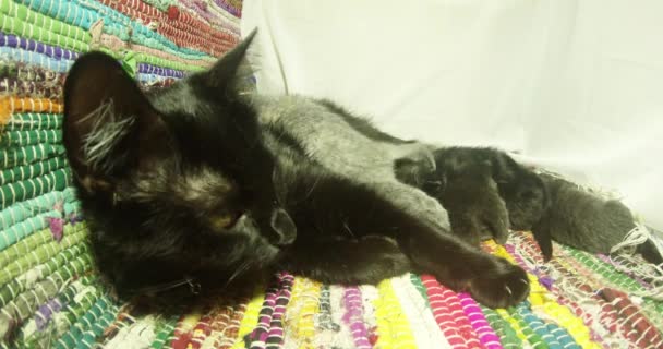 fekete macska tej hat újszülött cica közeli lövés, kis cica iszik tejet az anya mellbimbót macskák etetése - Felvétel, videó