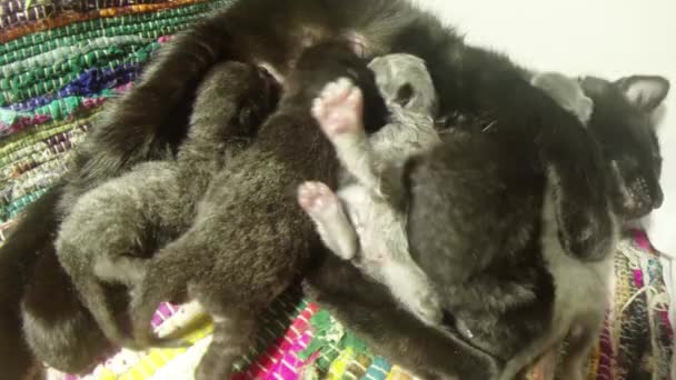 fekete macska tej hat újszülött cica közeli lövés, kis cica iszik tejet az anya mellbimbót macskák etetése - Felvétel, videó