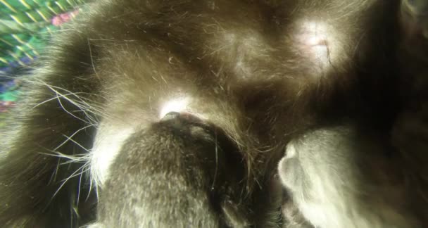 schwarze Katzenmilch füttert sechs neugeborene Kätzchen in Nahaufnahme, kleine Kätzchen trinken Milch von den Brustwarzen der Mutter Katzen - Filmmaterial, Video