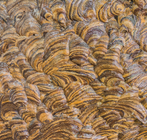 beetle nest  texture - Fotoğraf, Görsel