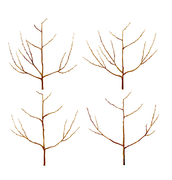 Формування з молоде дерево стовбура. Ботаніка - Фото, зображення