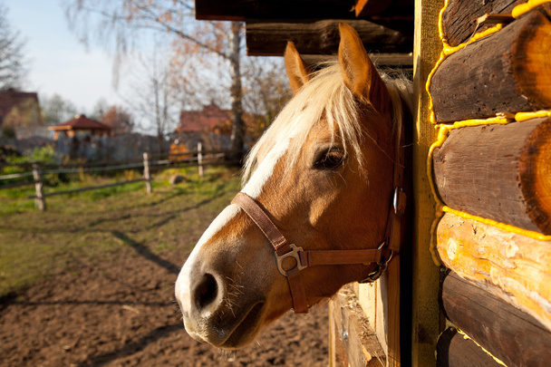 Koń w polu - Zdjęcie, obraz