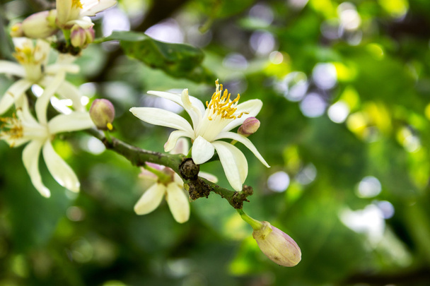 άνθη εσπεριδοειδών - Φωτογραφία, εικόνα