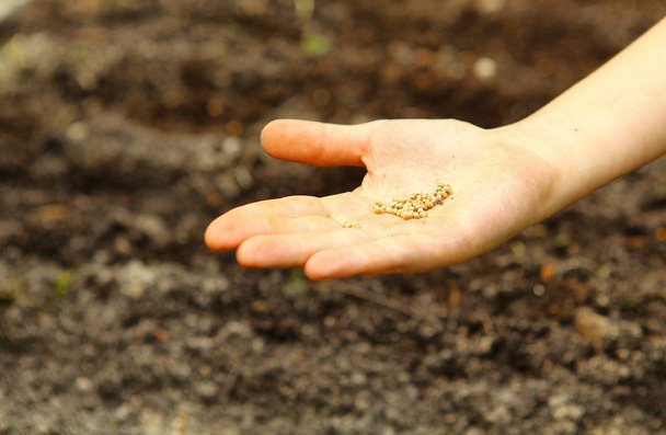 hand with seeds on the seed bed background - Photo, Image