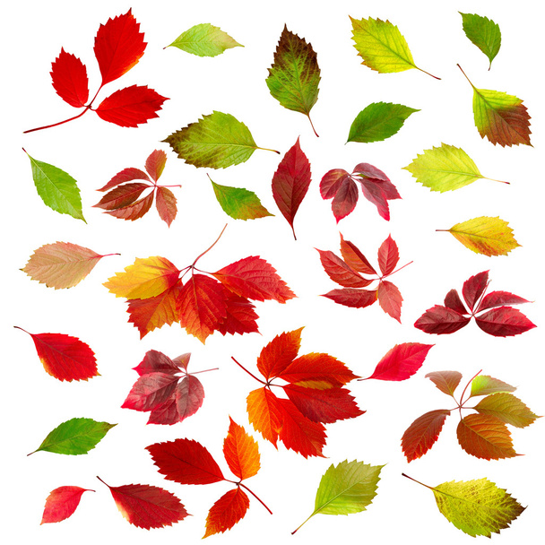  Folhas de Outono  - Foto, Imagem