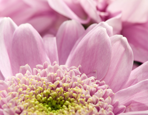pink flower - Fotó, kép