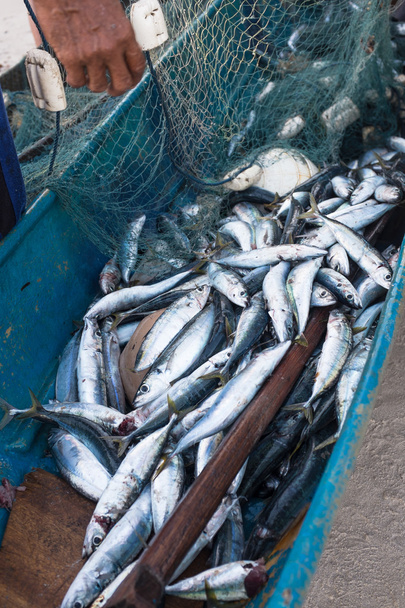 Frissen fogott halat - Fotó, kép