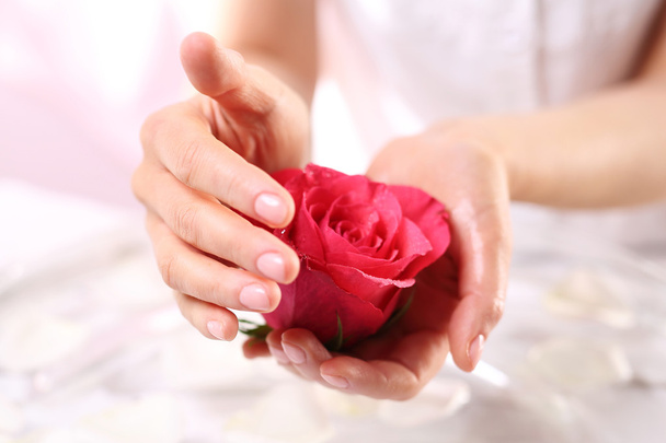 Red rose, symbol of beauty - Foto, immagini