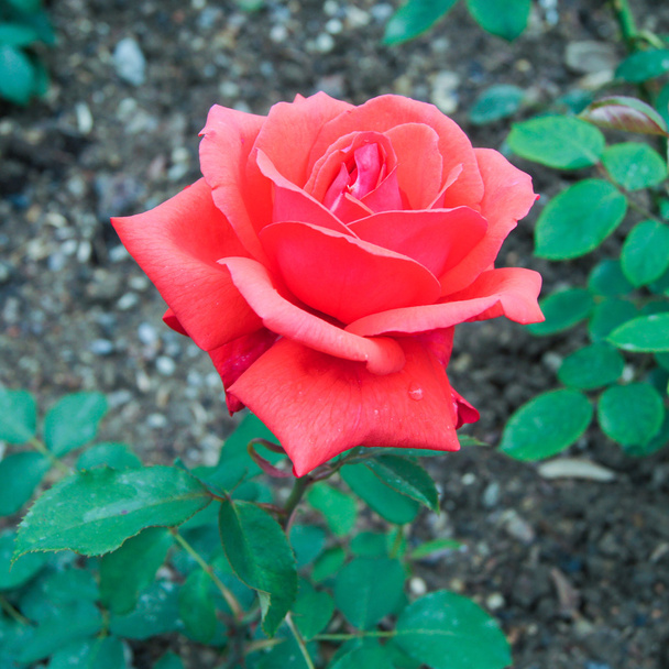 Červený čaj růže - Fotografie, Obrázek