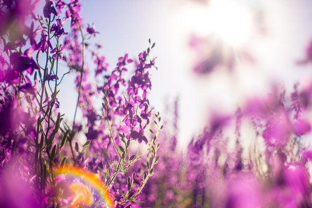 fioletowe kwiaty - Zdjęcie, obraz