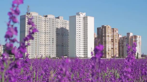 Campo púrpura sobre un fondo de casas
 - Metraje, vídeo