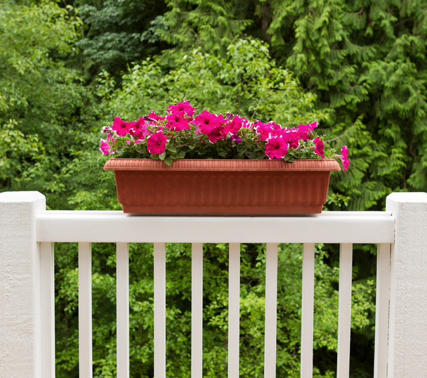 Kleurrijke bloemen in bloei op witte patio leuning  - Foto, afbeelding